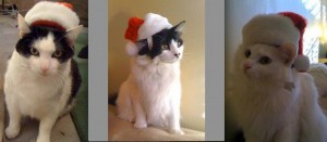 Presenting our 2012 Christmas Cats (L-R) Beethoven, Oreo & Charlotte! They're still mad at us for this!